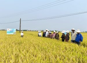 🔅🔅🔅 Hội nghị đầu bờ “Đánh giá hiệu quả sử dụng phân bón NPK thế hệ mới công nghệ Eco-Nanomix trên cây lúa trong vụ Đông Xuân 2022-2023 tại xã Phước Hưng – Tuy Phước – Bình Định”