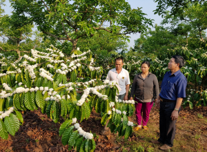 Đa dạng hóa cây trồng trong vườn cà phê – giải pháp thích ứng với biến đổi khí hậu