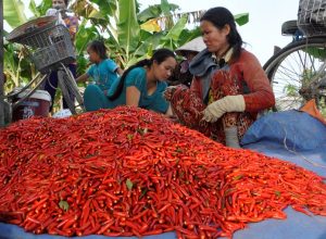 Cần Thơ: Chuyển đổi sang trồng ớt nhằm thích ứng biến đổi khí hậu