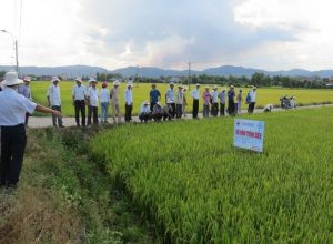 Phú Yên: Nông dân trồng lúa học gieo sạ… lúa