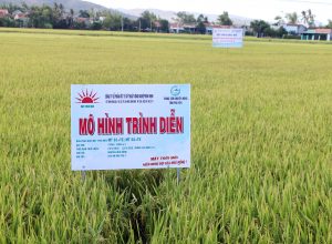 Phú Yên: Báo cáo kết quả trình diễn phân bón Mặt Trời Mới trên cây lúa tại Huyện Phú Hòa