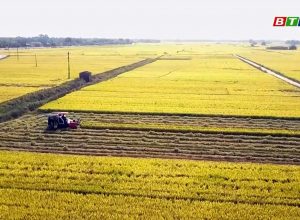 Phân bón Mặt Trời Mới hỗ trợ nông dân liên kết sản xuất theo chuỗi giá trị tại Tỉnh Bình Định
