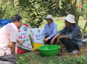 Chuyển giao tiến bộ KHKT chăm sóc cây ăn quả cho nông dân tại Hoài Ân – Bình Định