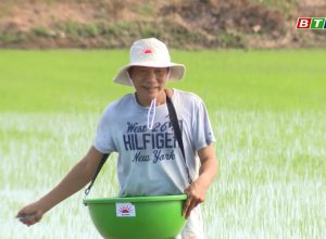 Phân bón Mặt Trời Mới góp phần tăng năng suất Lúa tại Bình Định