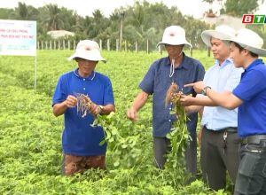 Phân bón Mặt Trời Mới góp phần thực hiện chủ trương chuyển đổi sản xuất cây trồng cạn tại Bình Định