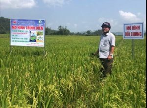 Kết quả xây dựng mô hình trình diễn phân bón NPK Mặt Trời Mới chuyên dùng cho cây lúa vụ Đông Xuân 2020 – 2021 tại Huyện Đồng Xuân – Phú Yên