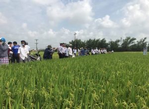 Kết quả xây dựng mô hình trình diễn phân bón NPK Mặt Trời Mới chuyên dùng cho cây lúa vụ Đông Xuân 2020 – 2021 tại Huyện Phú Hòa – Phú Yên