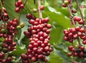 💥💥 Công ty Cổ phần Vật tư Kỹ thuật Nông nghiệp Bình Định tham gia chuỗi sản xuất cà phê chất lượng cao tại Tây Nguyên