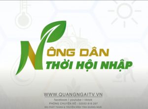 💥💥Sử dụng phân bón Mặt Trời Mới cho cây lúa vụ Hè Thu 2023 tại Quảng Ngãi