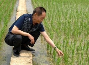 💢💢💢 Trung Quốc lai tạo thành công giống lúa tre sinh trưởng vượt trội