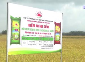 🛑🛑🛑 Hiệu quả sử dụng phân bón NPK Mặt Trời Mới công nghệ Eco-Nanomix trên cây lúa vụ hè thu 2023 tại Bình Thuận