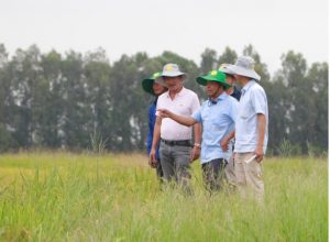 ✔✔✔ Làm cho “đất sống” để nông dân miền Tây trồng lúa có thu nhập cao