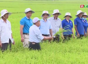 ♻♻♻💥💥💥Thêm một giải pháp canh tác lúa hiệu quả cao – Sử dụng phân bón Mặt Trời Mới công nghệ Eco-Nanomix