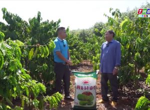 💥♻💥Mặt Trời Mới cùng nhà nông làm giàu – Kỹ thuật chăm sóc cây cà phê đầu mùa mưa