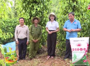 💥Mặt Trời Mới cùng nhà nông làm giàu  ♻♻♻ Chăm sóc hồ tiêu mùa mưa