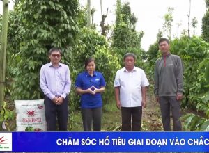 💥💥💥Mặt Trời Mới cùng nhà nông làm giàu 🤝✔Kỹ thuật chăm sóc hồ tiêu giai đoạn vào chắc