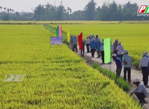 💥💥💥🌾Phân bón Mặt Trời Mới giúp giảm lượng bón, giảm phát thải khí nhà kính