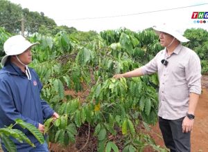 ✔👍 Phân bón “Mùa khô vi lượng” Mặt Trời Mới giúp vườn cà phê xanh lá, cành vươn mạnh