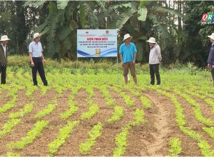 💥💥💥 PHÂN BÓN MẶT TRỜI MỚI CUNG ỨNG DÒNG SẢN PHẨM CHUYÊN DÙNG CHO CÂY ĐẬU PHỤNG