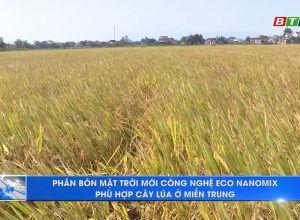 ♻💥Phân bón Mặt Trời Mới công nghệ Eco-nanomix phù hợp cây lúa ở miền Trung