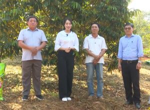 🤝💥Chăm sóc sầu riêng giai đoạn ra hoa đậu trái