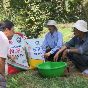 Chuyển giao tiến bộ KHKT chăm sóc cây ăn quả cho nông dân tại Hoài Ân – Bình Định