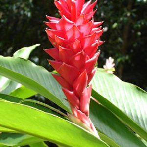 Giống hoa cây cảnh Đuôi chồn đỏ (Alpinia purpurata)
