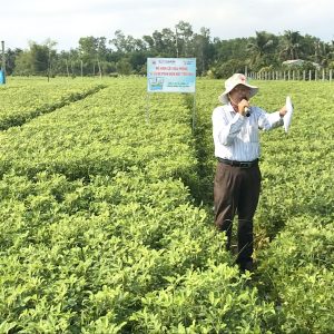 Kết quả sản xuất lạc thâm canh với phân bón chuyên dùng Mặt trời mới trong vụ Đông xuân 2019 – 2020 tại xã Cát Hanh, Phù Cát, Bình Định