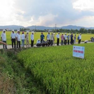 Phú Yên: Nông dân trồng lúa học gieo sạ… lúa