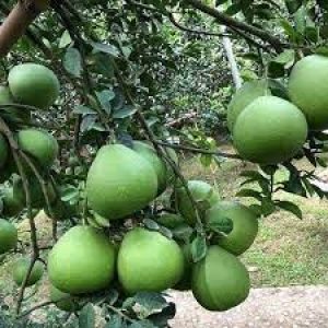 Một số vấn đề cần quan tâm về việc sử dụng phân bón Mặt Trời Mới chuyên dùng trong kỹ thuật trồng, chăm sóc và thu hoạch bưởi da xanh tại Bình Định và vùng Duyên hải Nam Trung Bộ