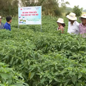Phân bón Mặt Trời Mới Hỗ Trợ Nông Dân Trồng Ớt tại Mỹ Cát, Phù Mỹ, Bình Định