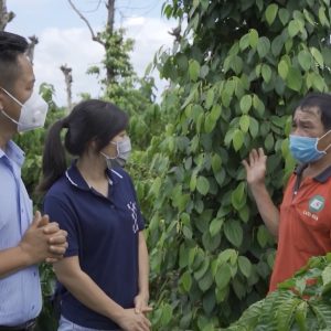 Khoa học kỹ thuật với Nhà nông – Cách chăm sóc hồ tiêu mùa mưa năm 2021
