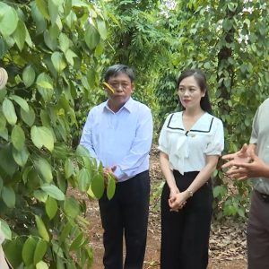 Mặt Trời Mới Cùng Nhà Nông Làm Giàu – Chăm sóc vườn tiêu sau thu hoạch