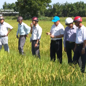 Kết quả nghiên cứu ứng dụng các chế phẩm nano trong trồng trọt và kết quả sản xuất, ứng dụng của phân bón có hàm lượng nano với nhãn hiệu Mặt Trời Mới