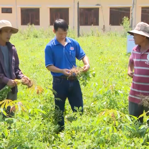 Sử Dụng Phân Bón Mặt Trời Mới Chuyên Dùng Trong Kỹ Thuật Thâm Canh Lạc và Sắn Trong Mô Hình Lạc Xen Sắn