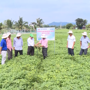 Giải pháp bổ sung dinh dưỡng tăng năng suất cây đậu phụng