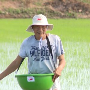 Phân bón Mặt Trời Mới góp phần tăng năng suất Lúa tại Bình Định