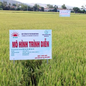 Phú Yên: Báo cáo kết quả trình diễn phân bón Mặt Trời Mới trên cây lúa tại Huyện Phú Hòa