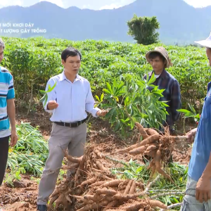 Kết quả sản xuất Sắn thâm canh với phân bón chuyên dùng NPK Mặt Trời Mới tại Krongpa – Gia Lai, Phù Cát – Bình Định và Tư Nghĩa – Quảng Ngãi.