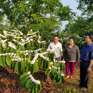 Đa dạng hóa cây trồng trong vườn cà phê – giải pháp thích ứng với biến đổi khí hậu
