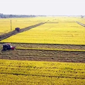 Phân bón Mặt Trời Mới hỗ trợ nông dân liên kết sản xuất theo chuỗi giá trị tại Tỉnh Bình Định