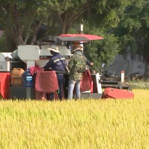 Nông dân Bình Định được mùa được giá vụ Đông Xuân 2019-2020