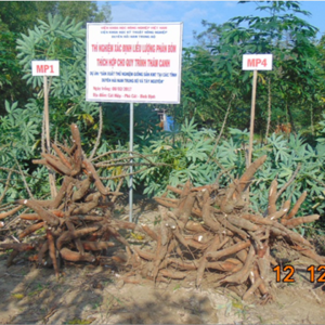Ảnh hưởng của thời vụ tới năng suất và khả năng nhân giống của giống sắn KM7 tại tỉnh Bình Định