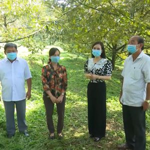 Mặt Trời Mới Cùng Nhà Nông Làm Giàu – Chăm sóc cây sầu riêng giai đoạn ra hoa đậu quả