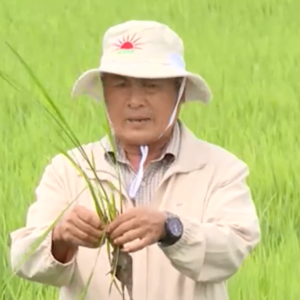 Các biện pháp chăm sóc, bón phân cho lúa Đông Xuân