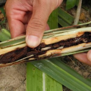 Quy trình tạm thời phòng chống sâu đục thân hại mía