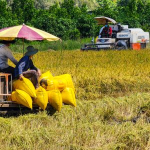Giảm phát thải trong trồng lúa ‘1 phải 5 giảm’ giảm 8 tấn CO2e/ha/năm