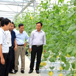 ‘Nông trường’ chuyên canh rau, củ, quả chất lượng cao hiện đại nhất đất Cảng