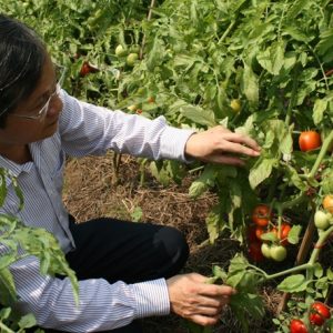 Phòng trừ sâu bệnh hại cà chua