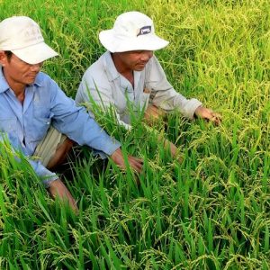Bệnh lép vàng hại lúa